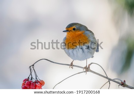 Similar – Image, Stock Photo Robin on the branch