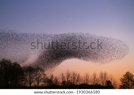 Similar – Image, Stock Photo A flock of starlings on their last round at dusk before they go to their roosts in the garden behind the house and the trees / Sturnus vulgaris