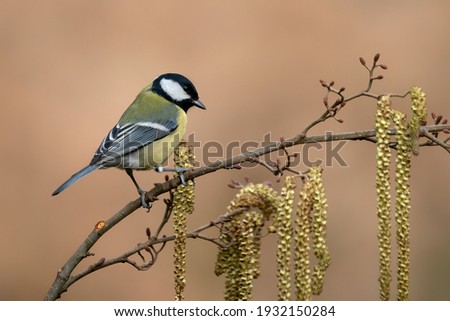 Great Tit (Parus major) on a branch European alder (Alnus glutinosa) tree, close-up of cones and catkins in early spring in the forest of Overijssel in the Netherlands.  Foto stock © 