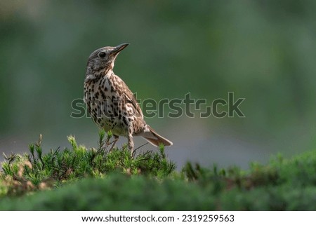 Similar – Image, Stock Photo Song Thrush Environment