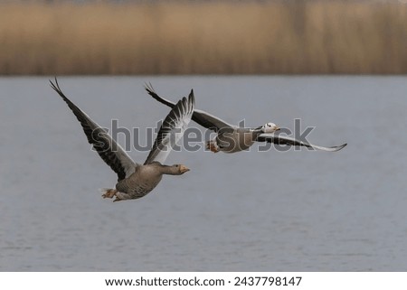 Similar – Image, Stock Photo A greylag goose at a lake in the Odenwald