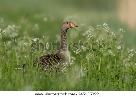 Similar – Image, Stock Photo A greylag goose at a lake in the Odenwald