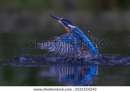 Similar – Image, Stock Photo Kingfisher Portrait