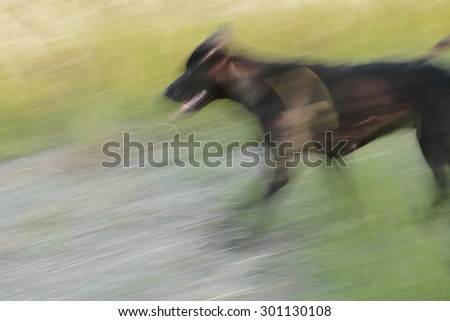 Abstract background. Motion blurred running black dog in autumnal park.