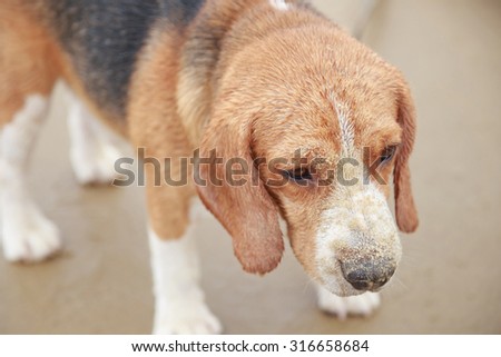 Nice beagle dog boy dirty sand on the beach