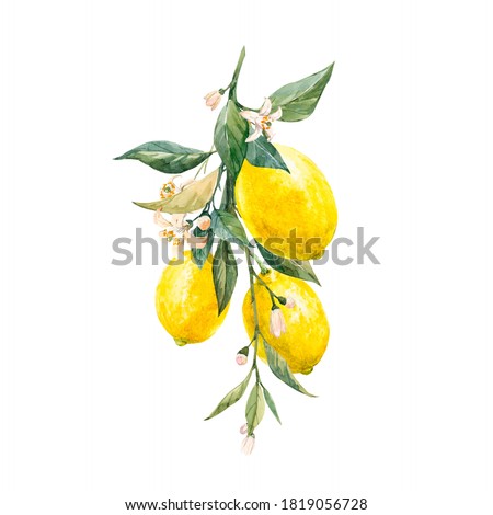 Beautiful image with watercolor yellow lemon fruits, leaves and flowers. Stock illustrations,.