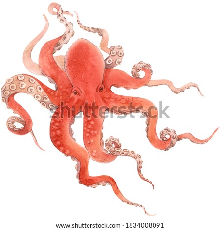 Beautiful underwater watercolor red octopus stock illustration.