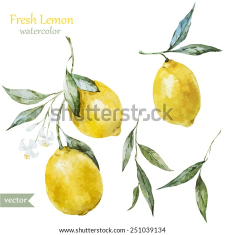 lemon, watercolor , fruit, , painting