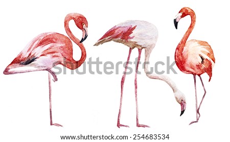 flamingos, watercolor, bird, drawing
