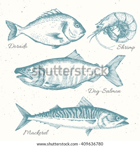 vector set of sea fish menu, shrimp, fish, dorado, mackerel, retro graphic line drawings, isolated object