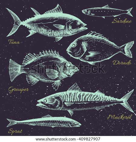 vector set of sea fish menu, shrimp, fish, dorado, mackerel, sprats, sardines,retro graphic line drawings, isolated object