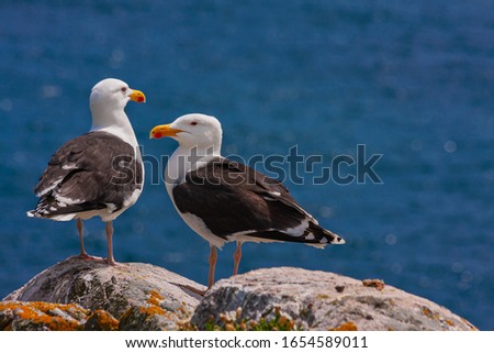 Great black-backed gulls (Larus marinus) standing on rocks looking out to blue sea North Atlantic ocean. Two seabirds largest gulls at Irish coast, Saltee Islands, Ireland, Europe Stock foto © 