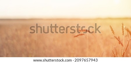 Similar – Image, Stock Photo Rye field background during summer sunset back light with details on kernels, Austria