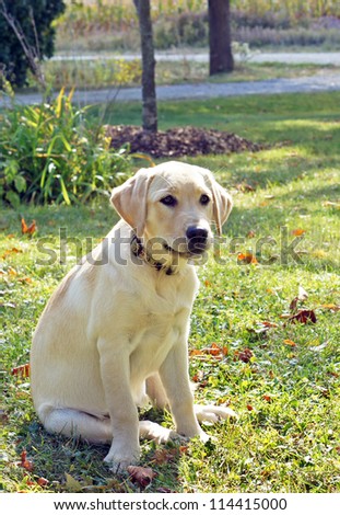 Yellow lab / golden retriever puppy sits calmly in the yard