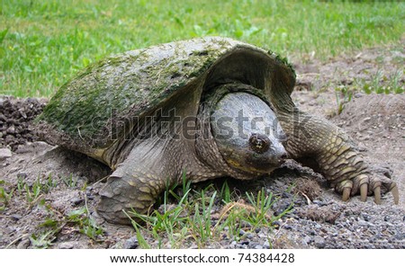 Female snapping turtle preparing to lay her eggs