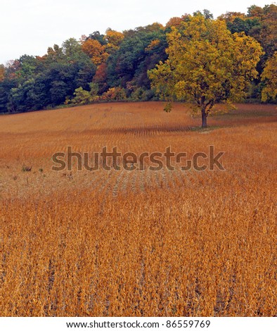Golden field of soybeans ready for harvest