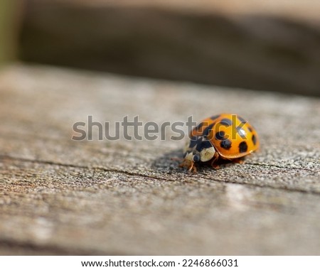 Similar – Image, Stock Photo Asian ladybird Ladybird