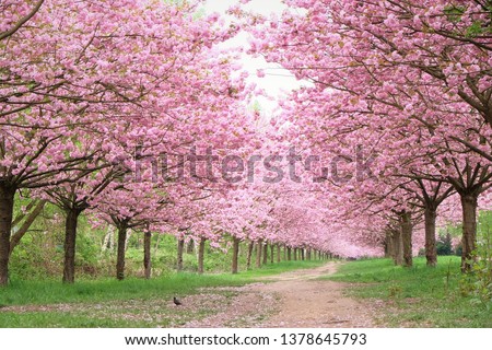 Similar – Image, Stock Photo Cherry blossom in Berlin at the Fliegeberg