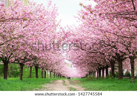 Similar – Image, Stock Photo Cherry blossom in Berlin at the Fliegeberg