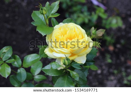 Желтая роза цветет в парке в августе Сток-фото © 