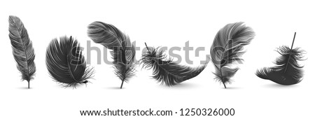 Vector 3d Realistic Different Falling Black Fluffy Twirled Feather Set Closeup Isolated on White Background. Design Template, Clipart of Angel or Bird Detailed Feather in Various Shapes