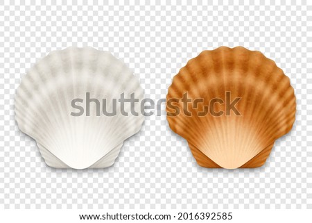 Vector 3d Realistic White and Brown Textured Closed Scallop Pearl Seashell Icon Set Closeup Isolated on Transparent Background. Sea Shell, Clam, Conch Design Template. Top View