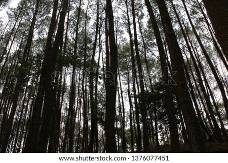 Hutan Images And Stock Photos Avopixcom