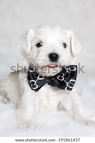white puppy dog in black bow tie