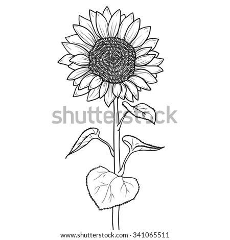 Free Free Clipart Sunflowers Black And White SVG PNG EPS DXF File