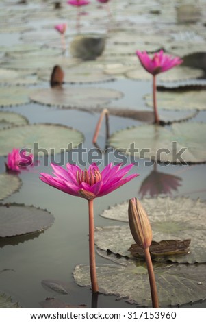 Pink Lotus flower and lotus leaf background