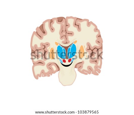 Drawing of the brain showing the basal ganglia and thalamic nuclei