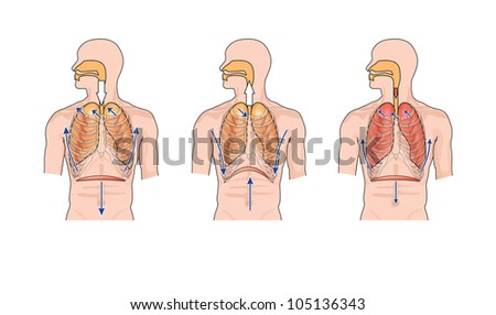 Drawing To Show Normal Breathing (Inhalation And Exhalation), And The ...