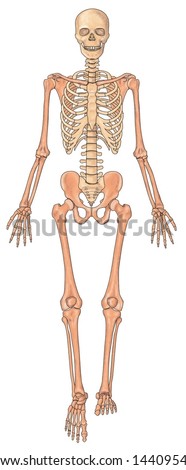 Anterior View Human Skeletal System Stock Photo 14409544 : Shutterstock