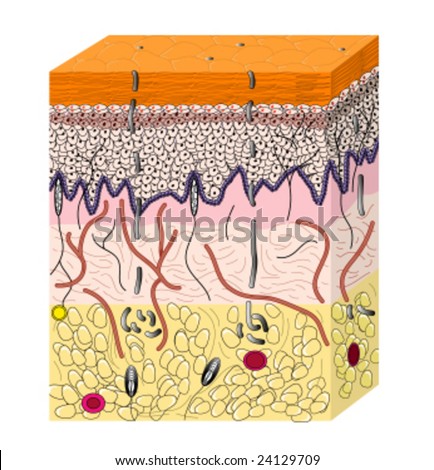 Skin Cross Section Stock Vector Illustration 24129709 : Shutterstock