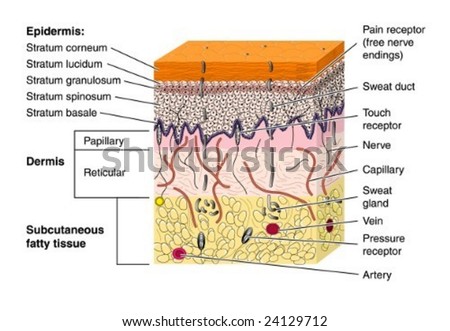 Skin Cross Section - Labeled Stock Vector Illustration 24129712 ...