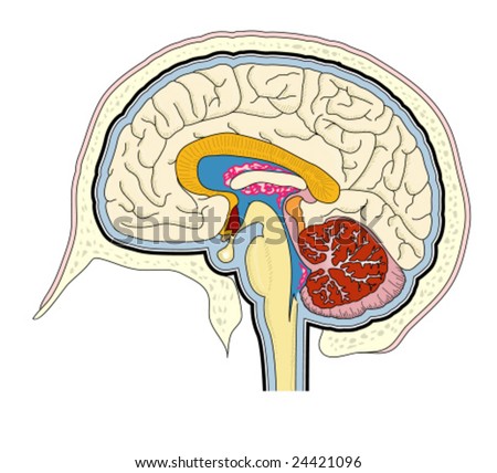 Ventricles Of The Brain Stock Vector Illustration 24421096 : Shutterstock