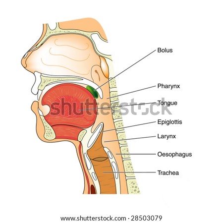 Anatomy Of The Nose And Throat - Labeled Stock Vector Illustration