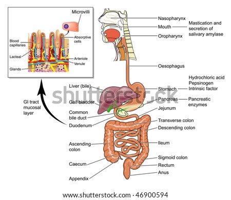 Gastrointestinal System With Detail Of Gut Mucosal Cells -- Labeled ...