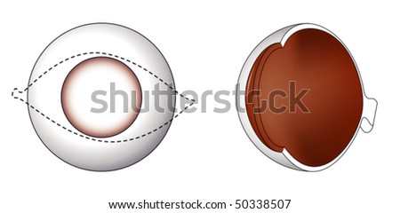 Cornea And Sclera Of The Eye Stock Vector Illustration 50338507 ...