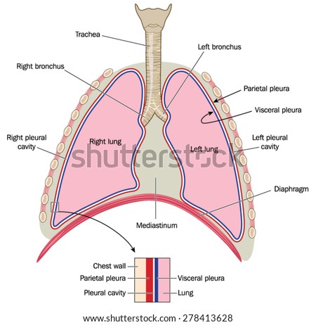 The Lungs, Trachea And Bronchi, Mediastinum And Detail Of Chest Wall ...