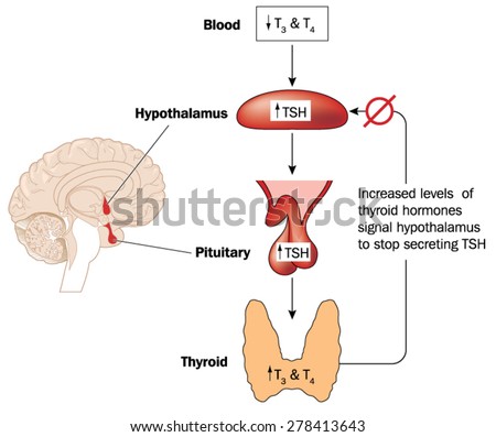 Feedback Loop Controlling Thyroid Hormone Secretion Involving The Blood ...