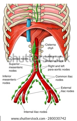 Abdominal Lymph Nodes From The Iliac Nodes To The Cisterna Chyli. Stock ...