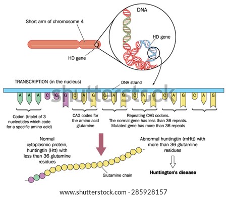 Genetics of Huntingtons disease, showing chromosome 4, the HD gene and repeating CAG codons resulting in excessive glutamine chain