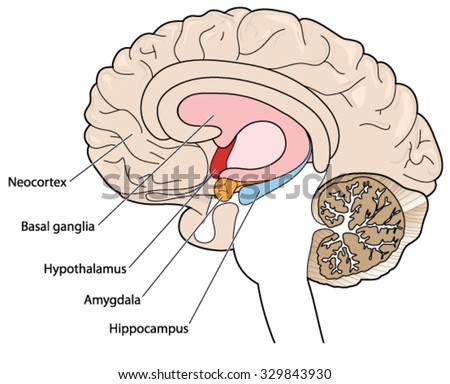 The Brain In Cross Section Showing The Basal Ganglia, Hypothalamus ...