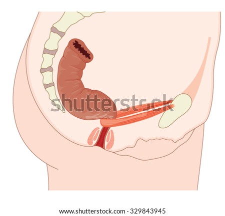 The rectum and anus, showing the puborectalis muscle, part of the levator ani used for the control of defecation.