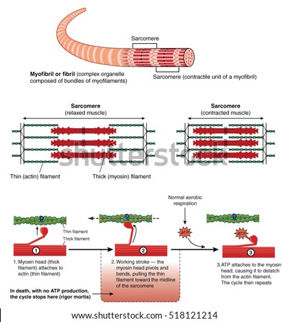 Detail of a muscle sarcomere showing thin and thick filaments and mechanism of mechanical contraction