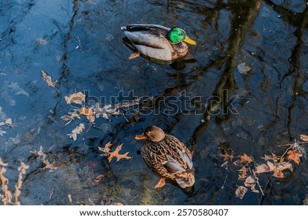 Similar – Image, Stock Photo Fallen leaves floating on water