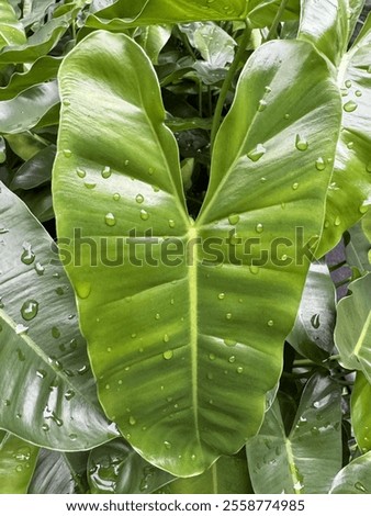 Similar – Image, Stock Photo Tree leaves wet after being exposed to rain in the morning