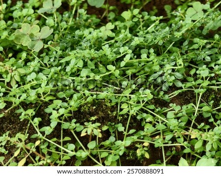 Similar – Image, Stock Photo Shamrock after the summer rain