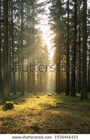 Foto Bild Nadelbäume Lichtung Waldweg im Herbst Tilt Effekt